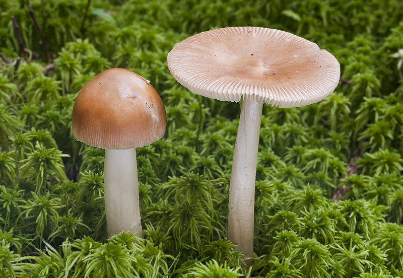 Amanita fulva